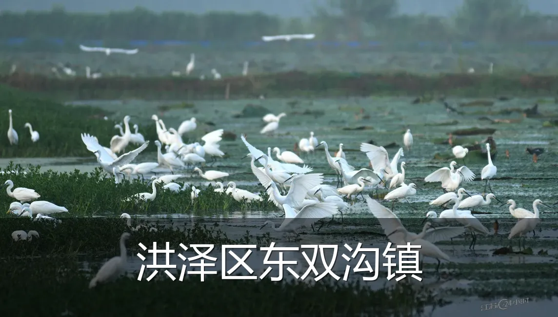 洪泽区东双沟镇